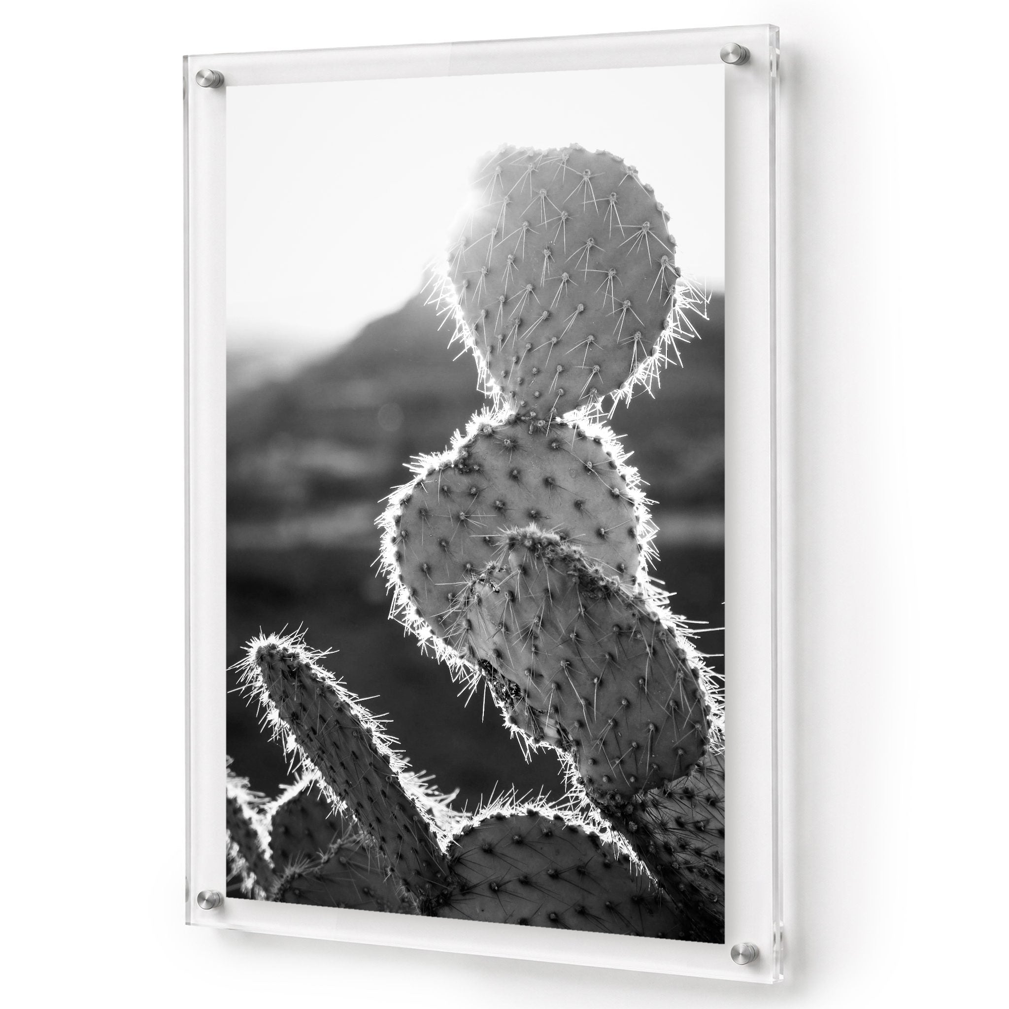 Prickly Business Acrylic Wall Art Print