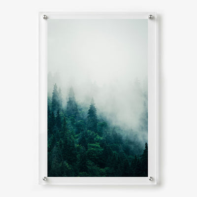 Forest on Mute Acrylic Wall Art Print
