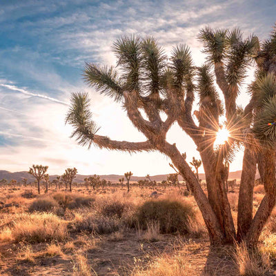 Sunlight shining through a Joshua tree in a wide open desert scene