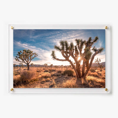 Acrylic wall art featuring Joshua trees in warm desert sunlight
