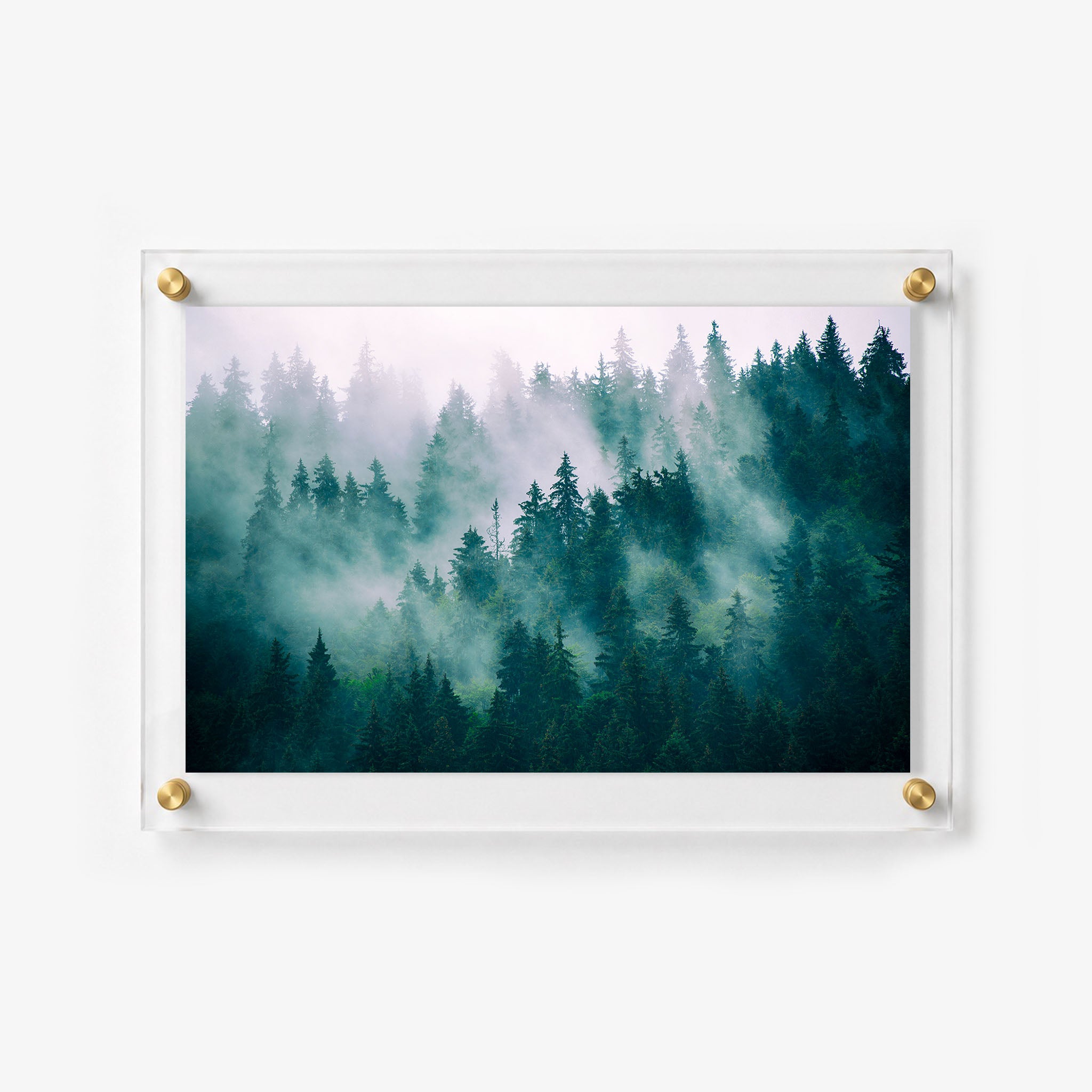 Evergreen forest acrylic wall art featuring rich green trees and fog