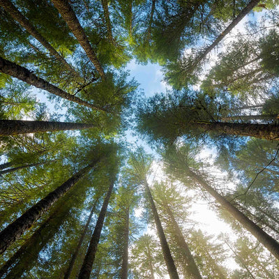 Upward view of tall evergreen trees forming a circle around the open sky