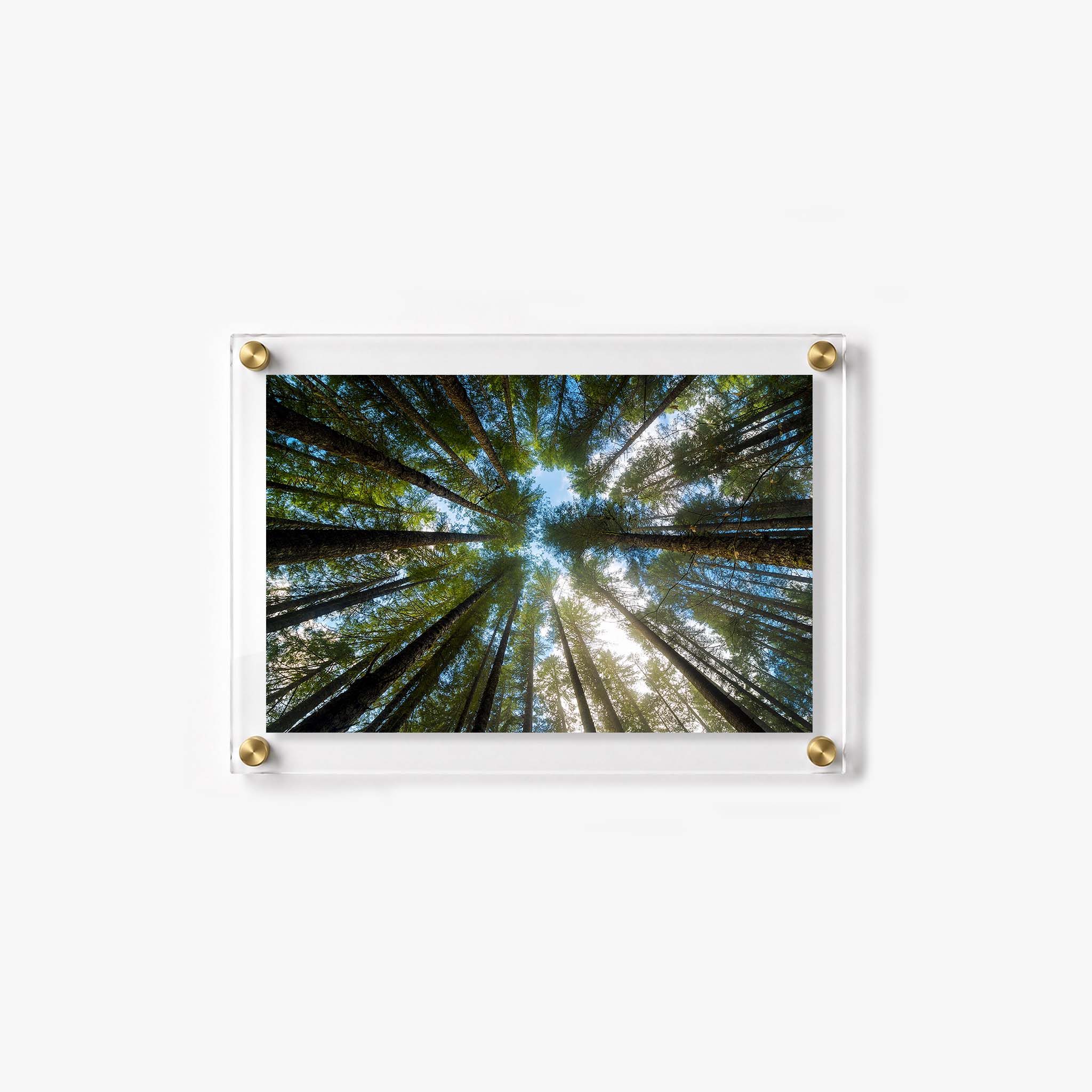 Scenic forest acrylic wall art with tall trees