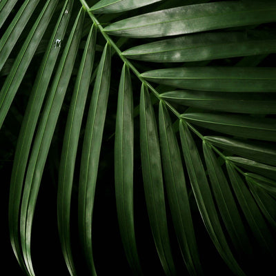 Close up palm leaf artwork