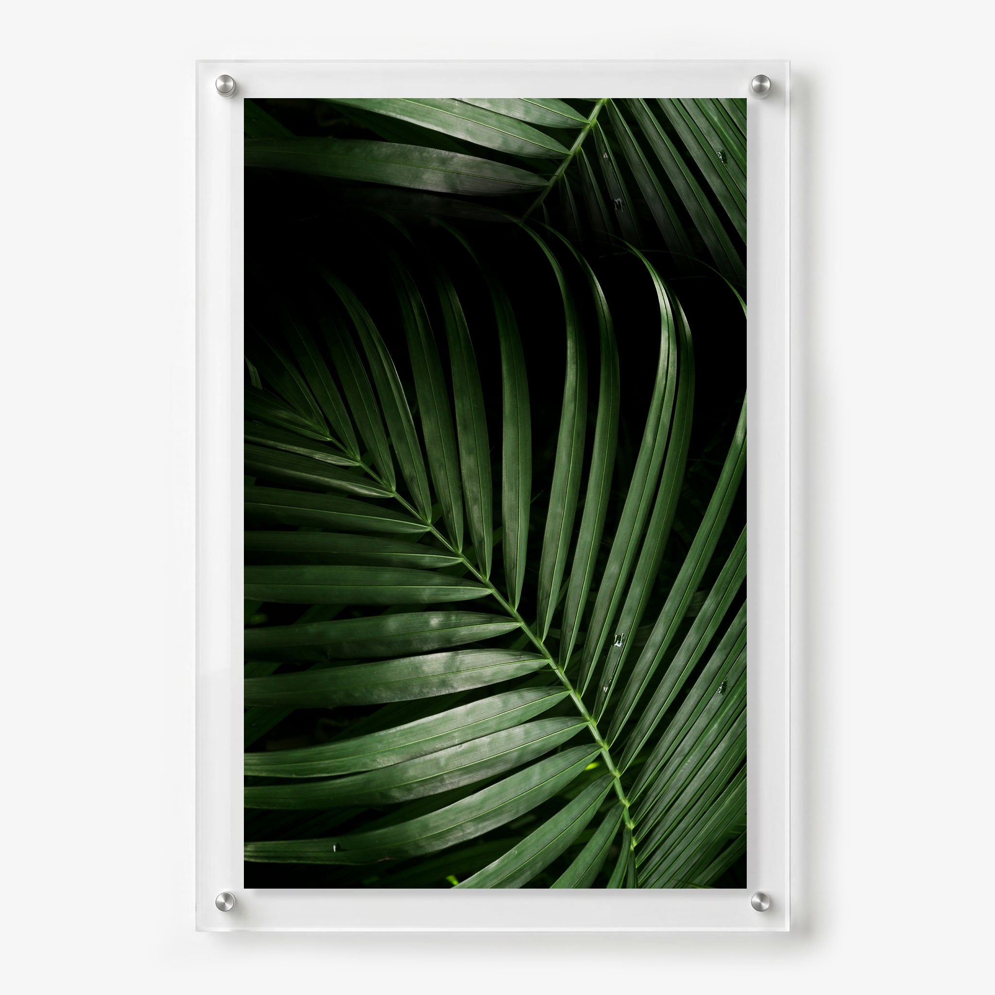 Dark green palm leaves displayed as acrylic wall art