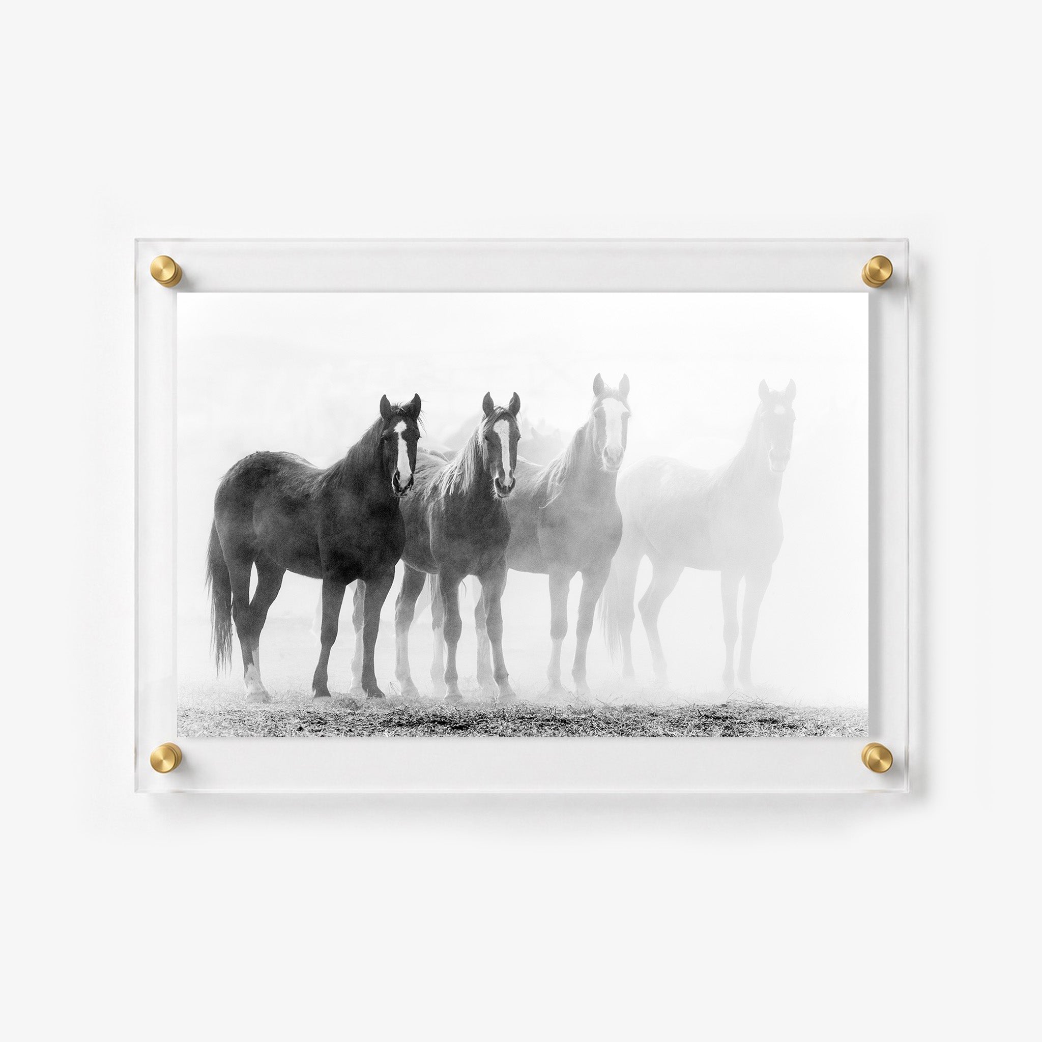 Dramatic black and white image of horses