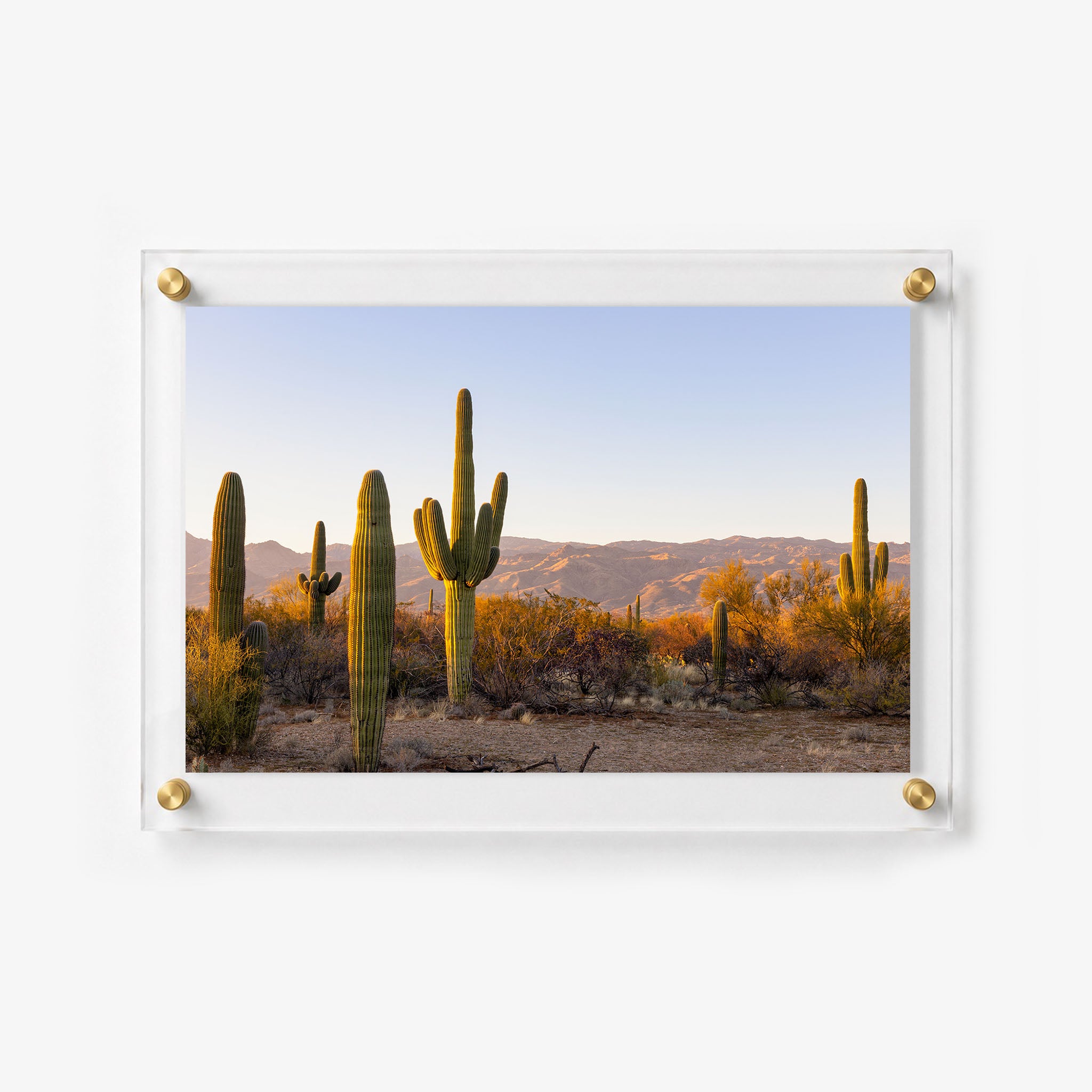 Sunlit saguaro cacti standing among dry brush beneath a clear blue sky