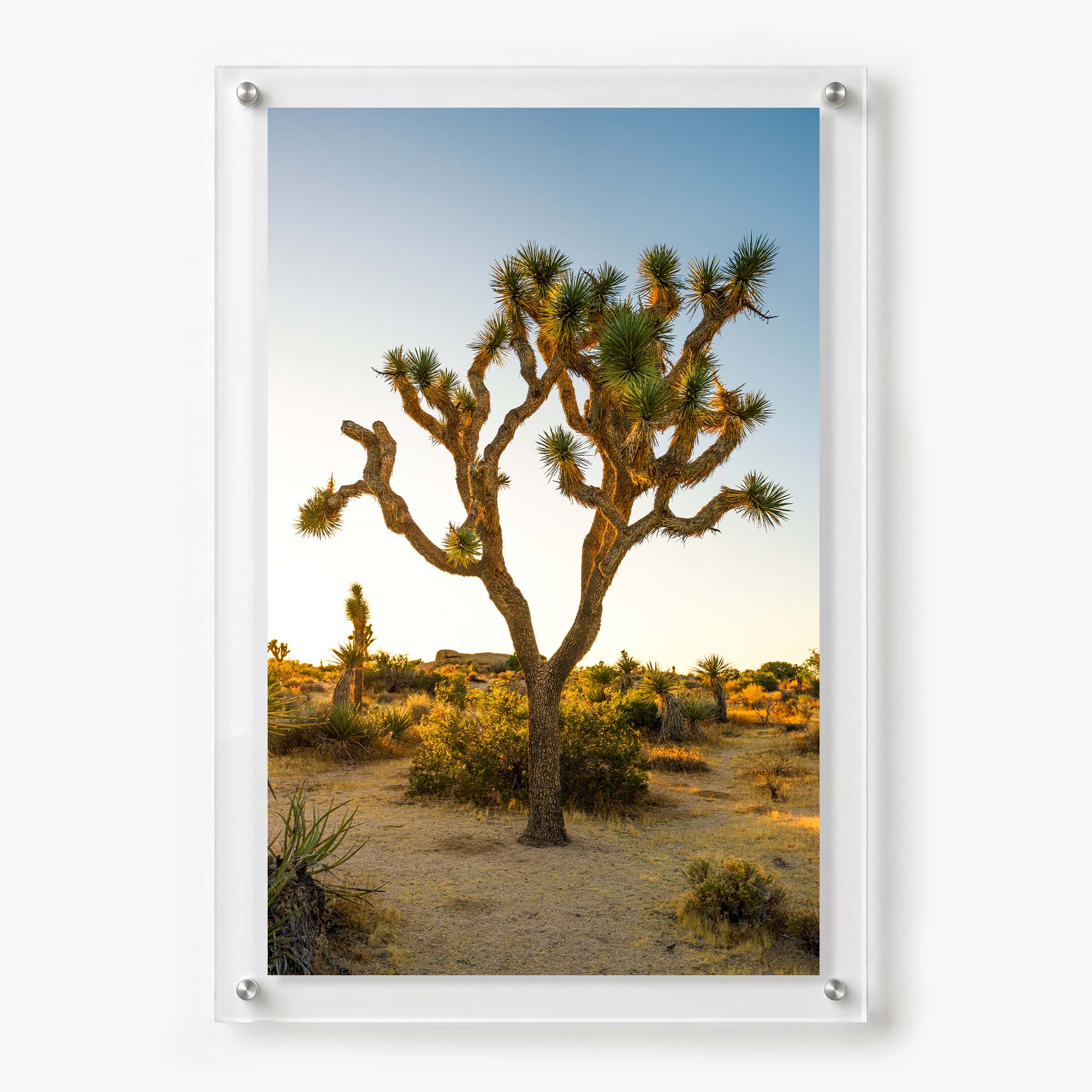 Tall Joshua tree standing in a peaceful desert landscape during golden hour