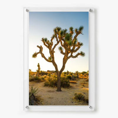 Tall Joshua tree standing in a peaceful desert landscape during golden hour