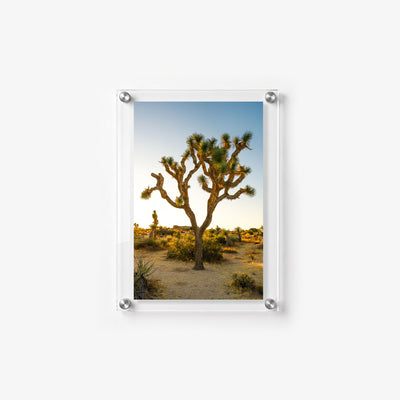 Joshua tree rising above a quiet desert scene with golden vegetation and a soft blue sky