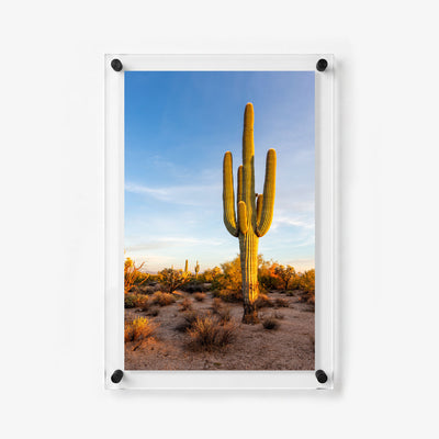 Southwest desert wall art showing a tall saguaro cactus in warm evening light