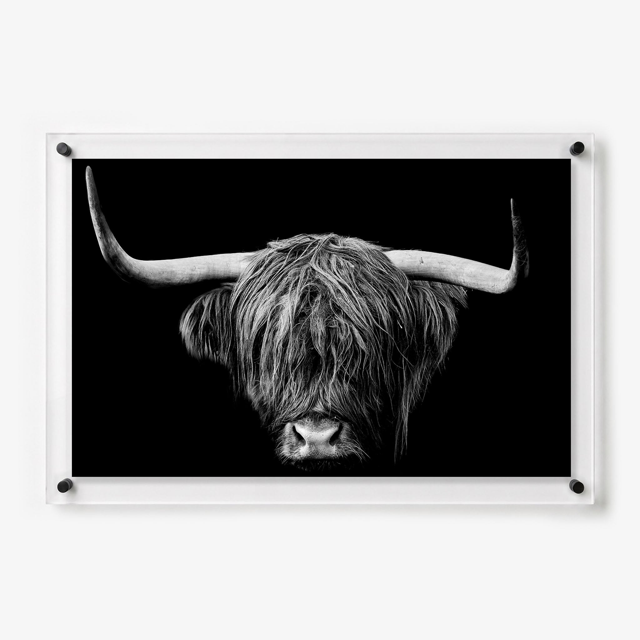 Black and white acrylic wall art featuring a Highland cow with long horns and shaggy hair