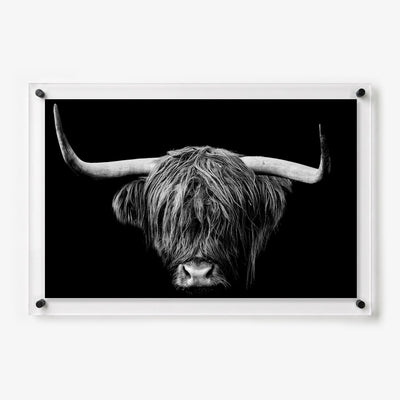 Black and white acrylic wall art featuring a Highland cow with long horns and shaggy hair