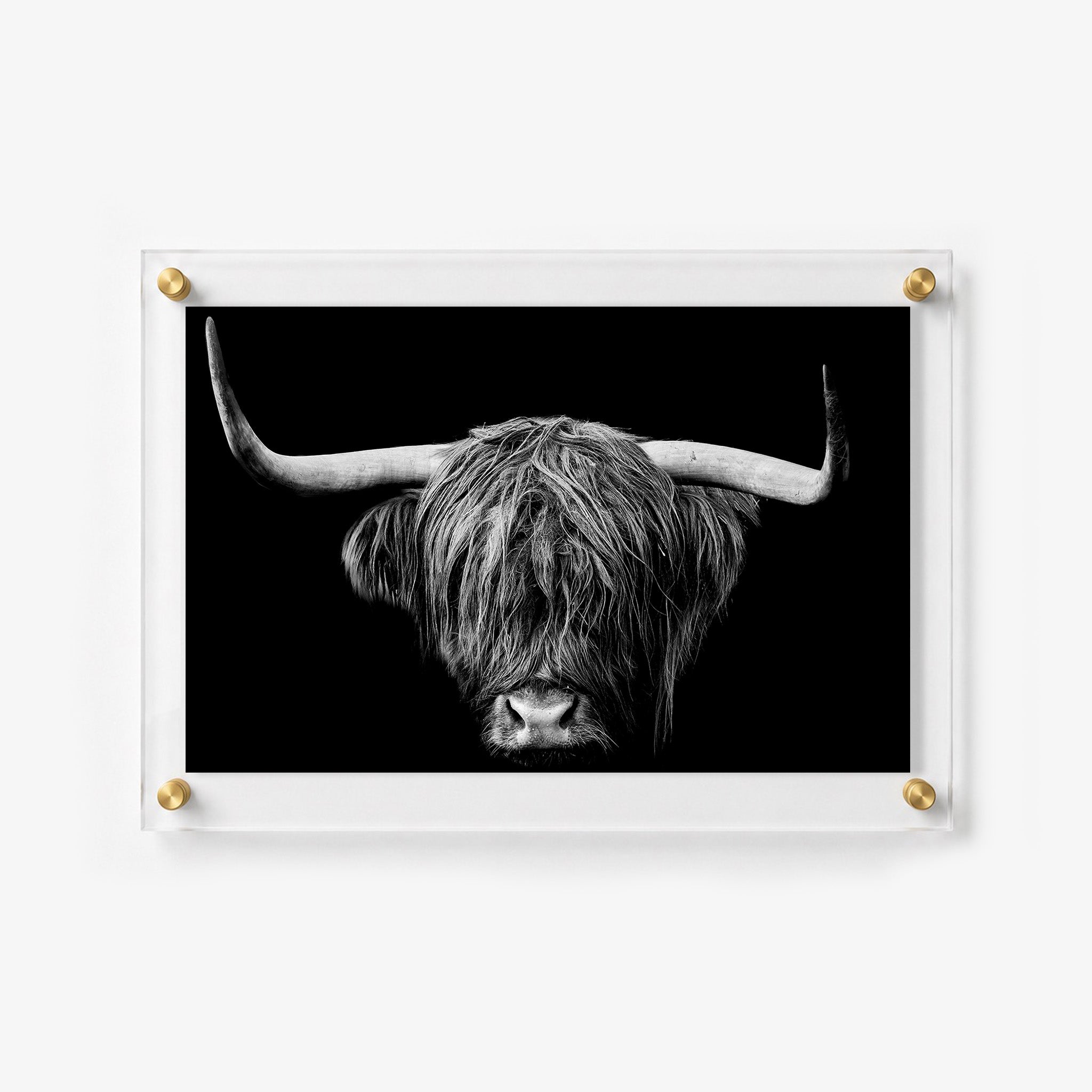 Dramatic Highland cow portrait with sweeping horns