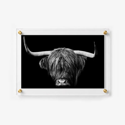 Dramatic Highland cow portrait with sweeping horns