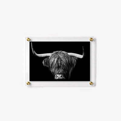 High contrast photograph of a horned Highland cow with long and layered hair