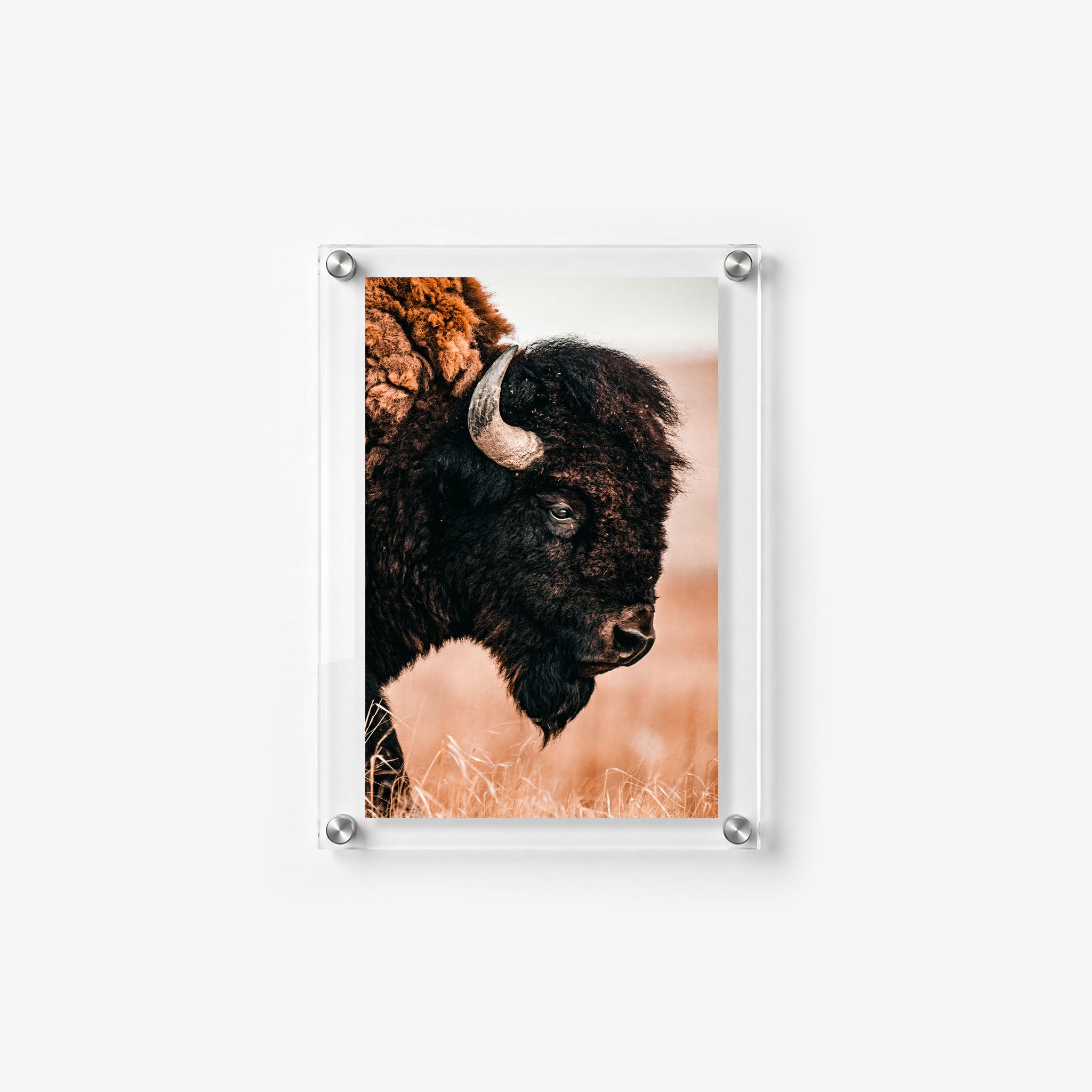 American buffalo standing in dry golden grass, displayed as vertical acrylic wildlife wall art