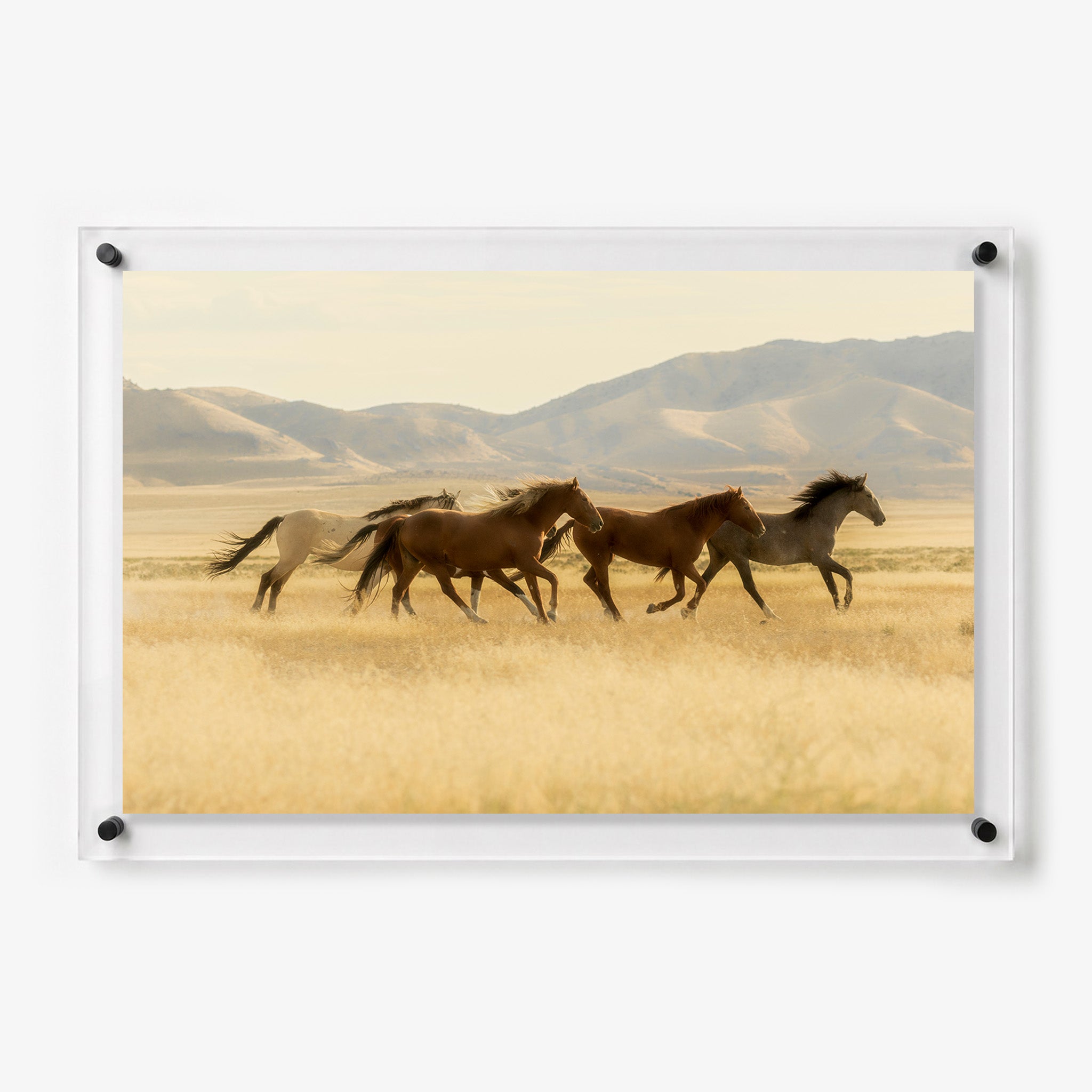Acrylic wall art featuring a herd of wild horses running through a golden field