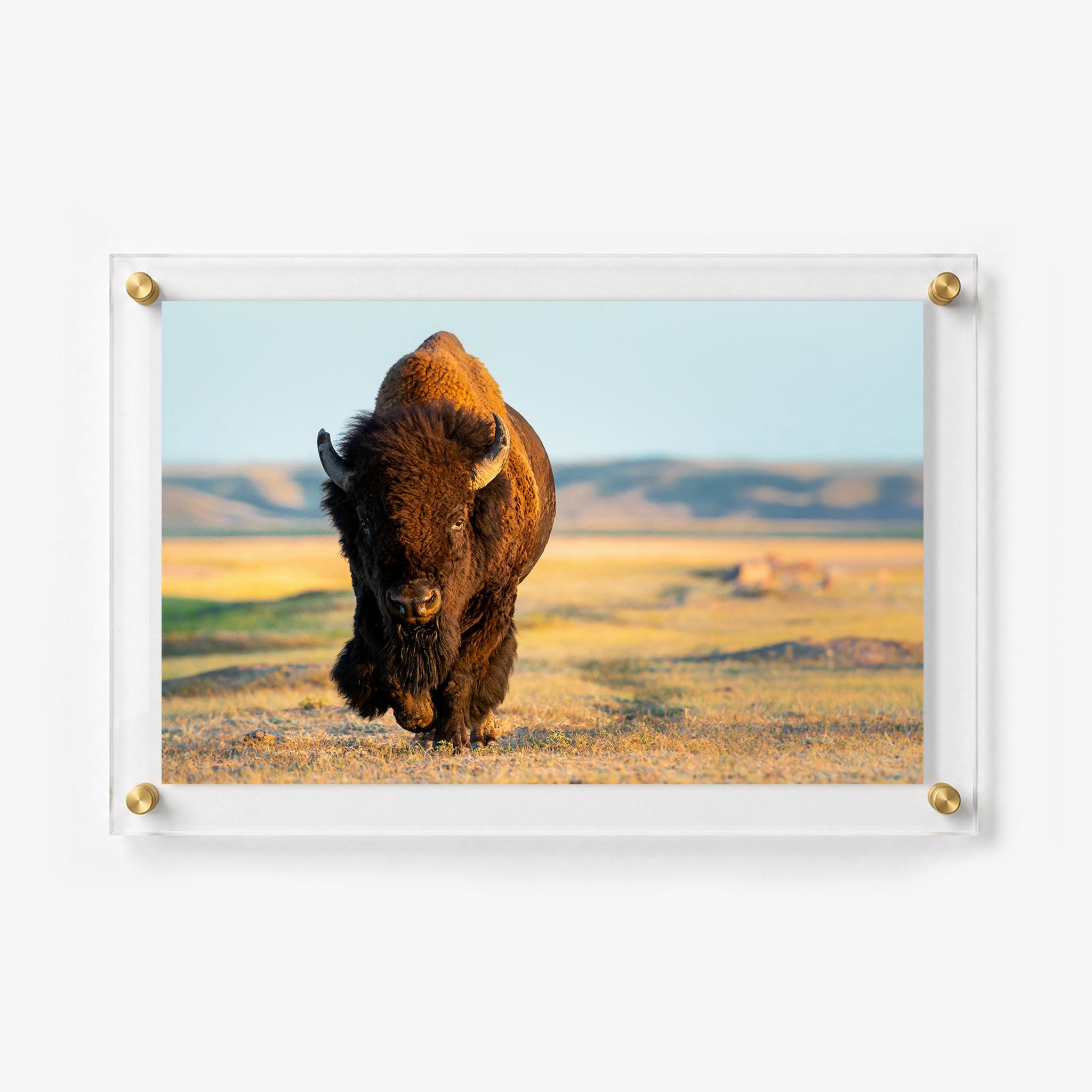 Close view of a powerful buffalo walking through a sunlit field