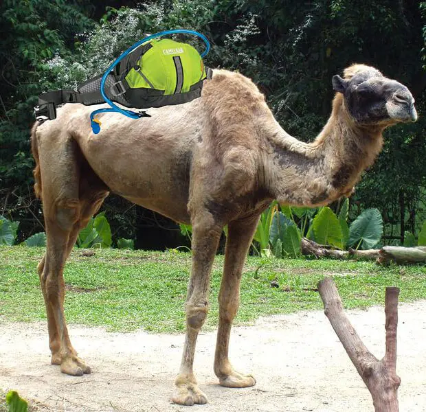 A Camel with a Camelback