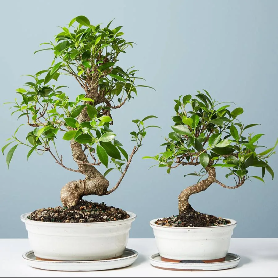 Bonsai Plant