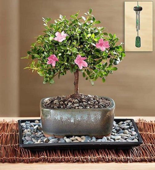 Azalea Bonsai Tree 