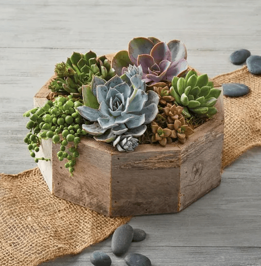 Succulent Office Gift