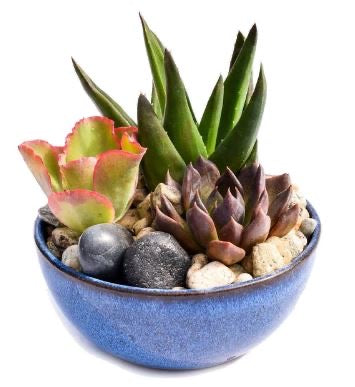 Succulent Dish Garden