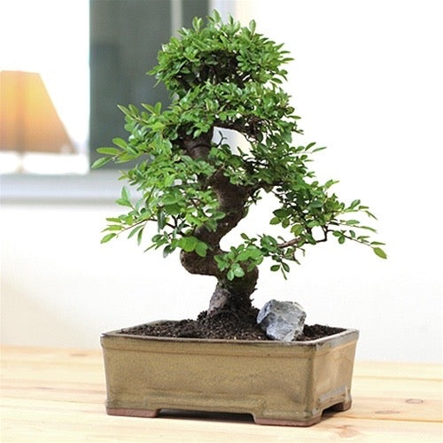 Bonsai Tree