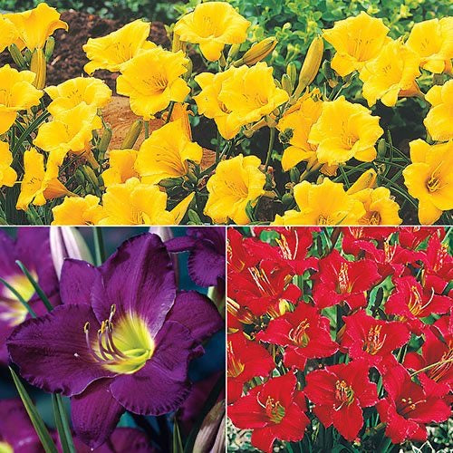 Daylily Seed Variety