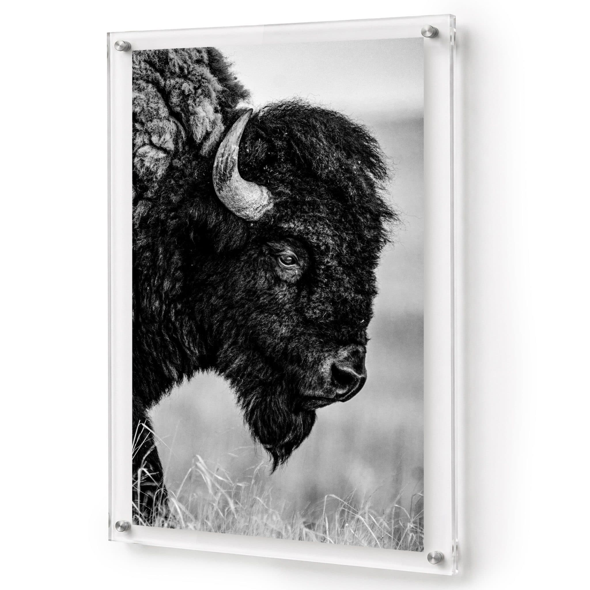 The Lookout black and white acrylic wall art featuring a bison portrait