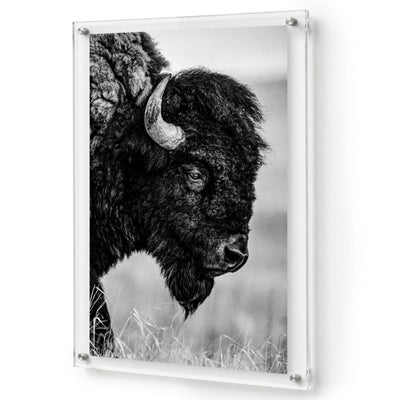 The Lookout black and white acrylic wall art featuring a bison portrait
