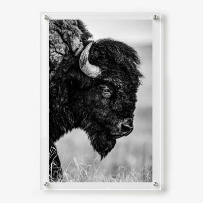 The Lookout acrylic wall art featuring a close up bison in nature