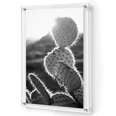 Prickly Business Acrylic Wall Art Print