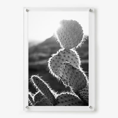 Prickly Business Acrylic Wall Art Print
