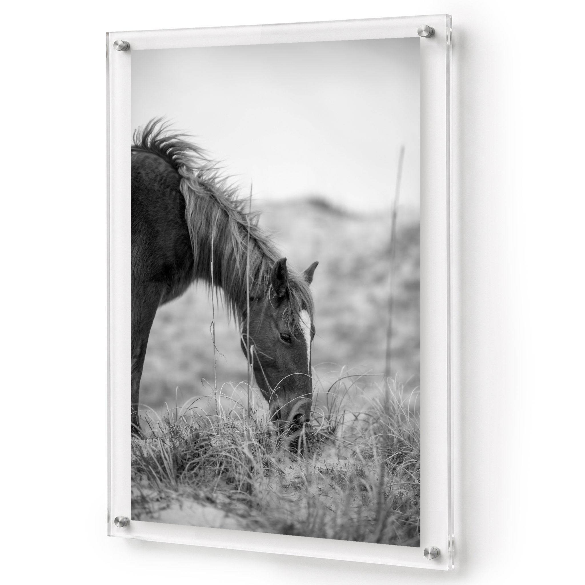 Hay There black and white acrylic wall art featuring a grazing horse