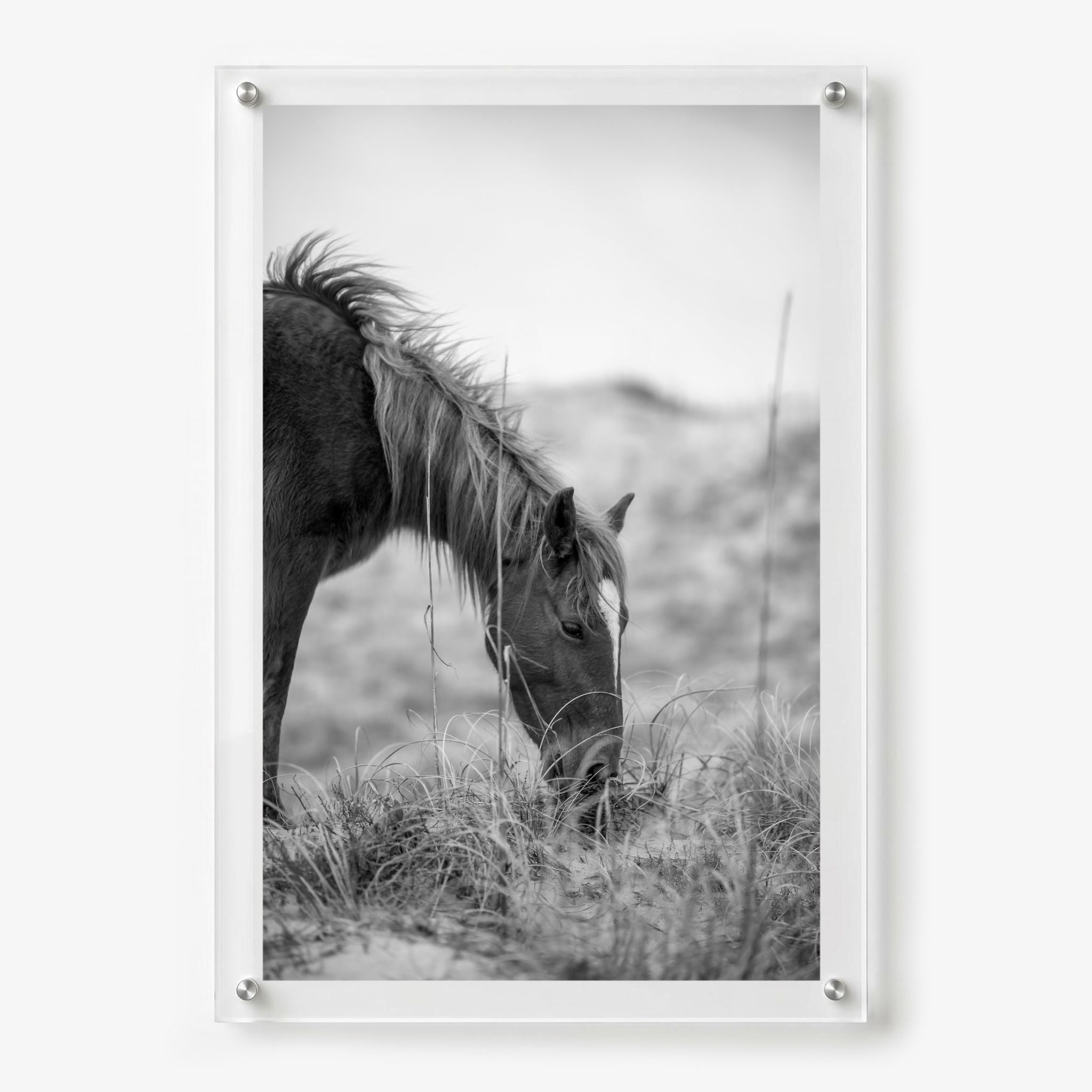 Hay There acrylic wall art featuring a calm horse in a field