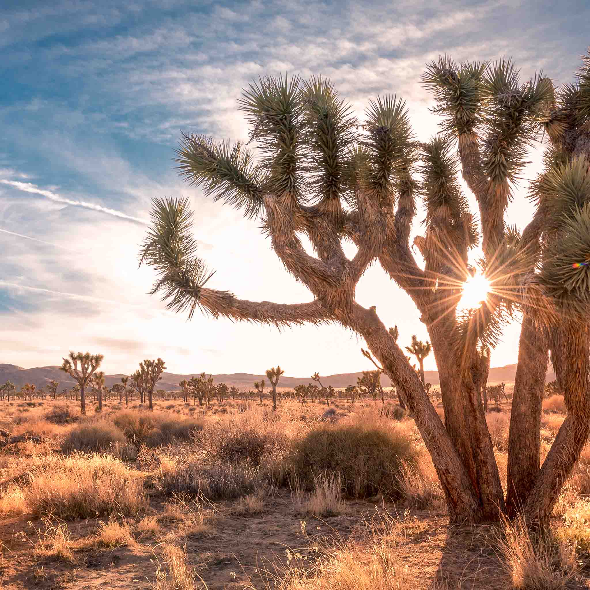 Sunlight shining through a Joshua tree in a wide open desert scene