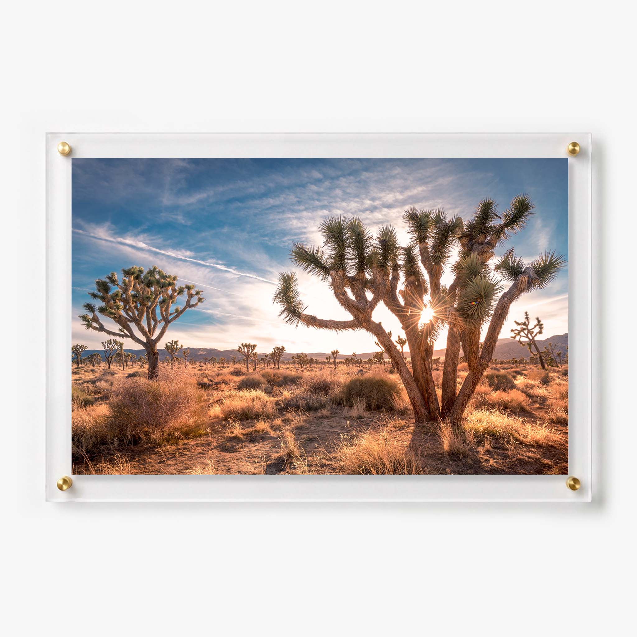 Acrylic wall art featuring Joshua trees  in warm desert sunlight