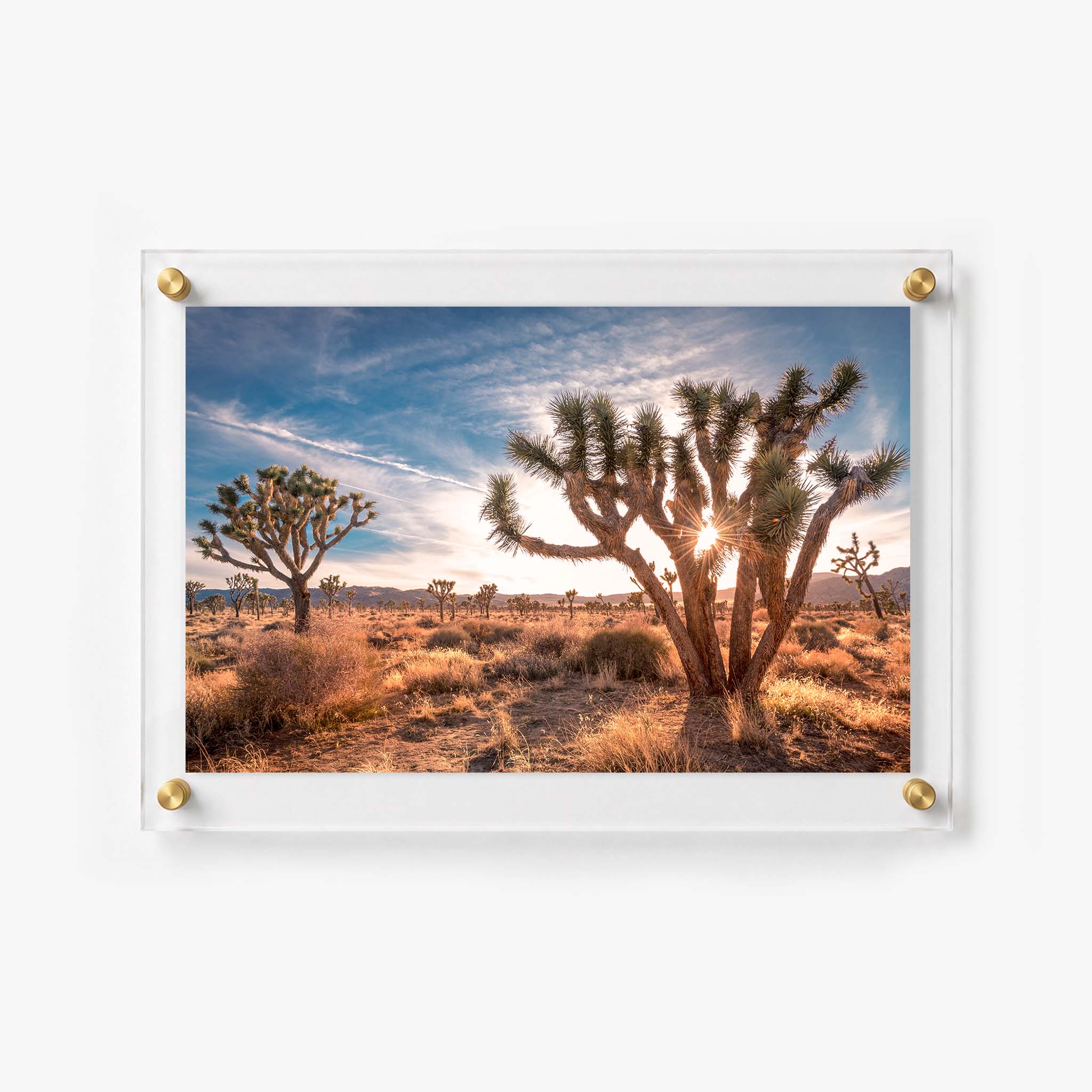 Acrylic wall art of Joshua Tree National Park scenery with warm evening light