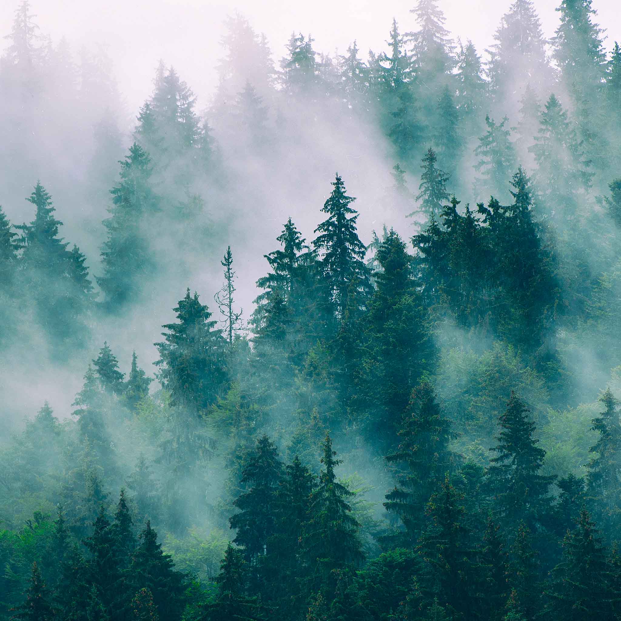 Moody forest landscape with tall pine trees rising through soft morning mist