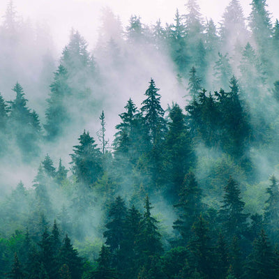 Moody forest landscape with tall pine trees rising through soft morning mist