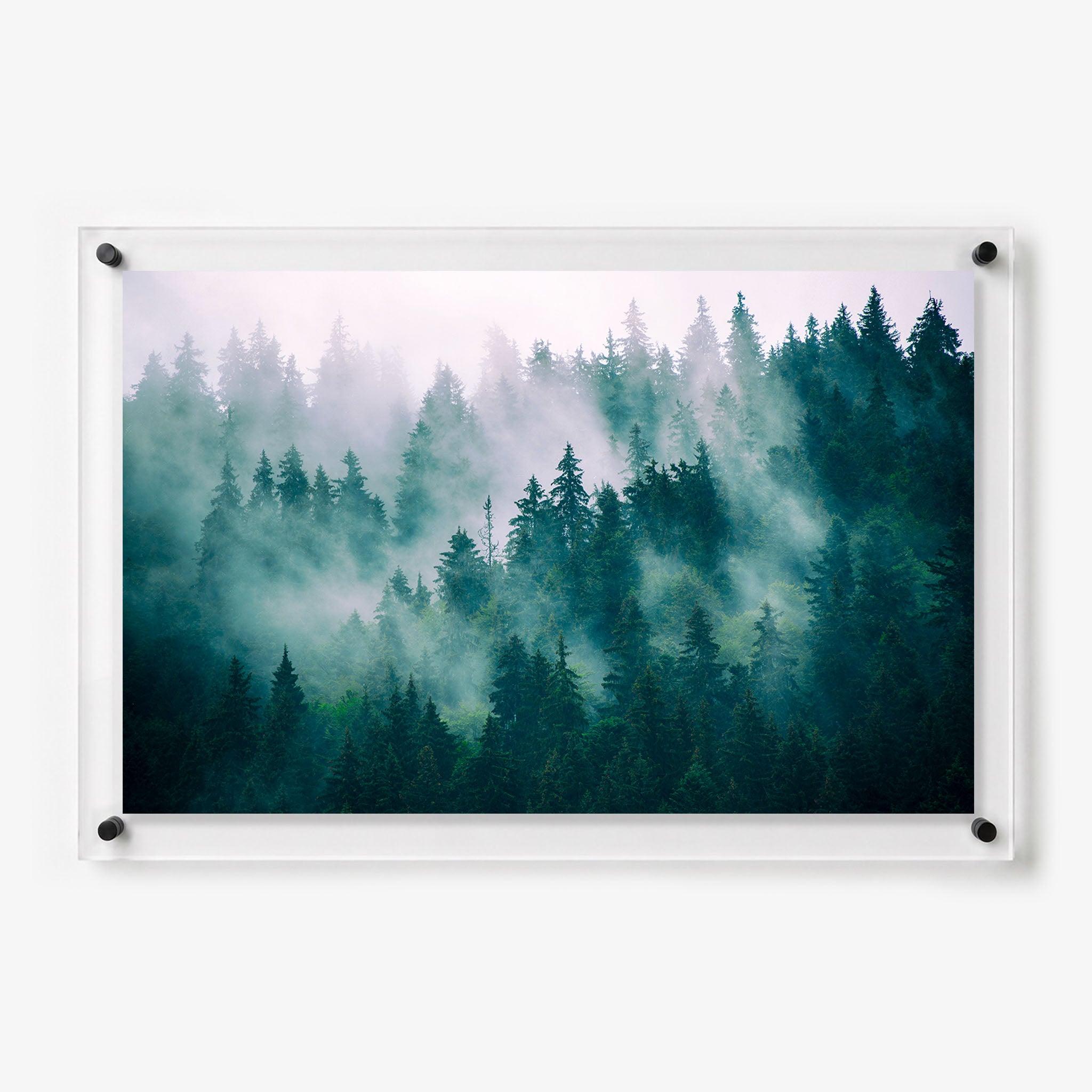 Acrylic wall art featuring a misty evergreen forest 