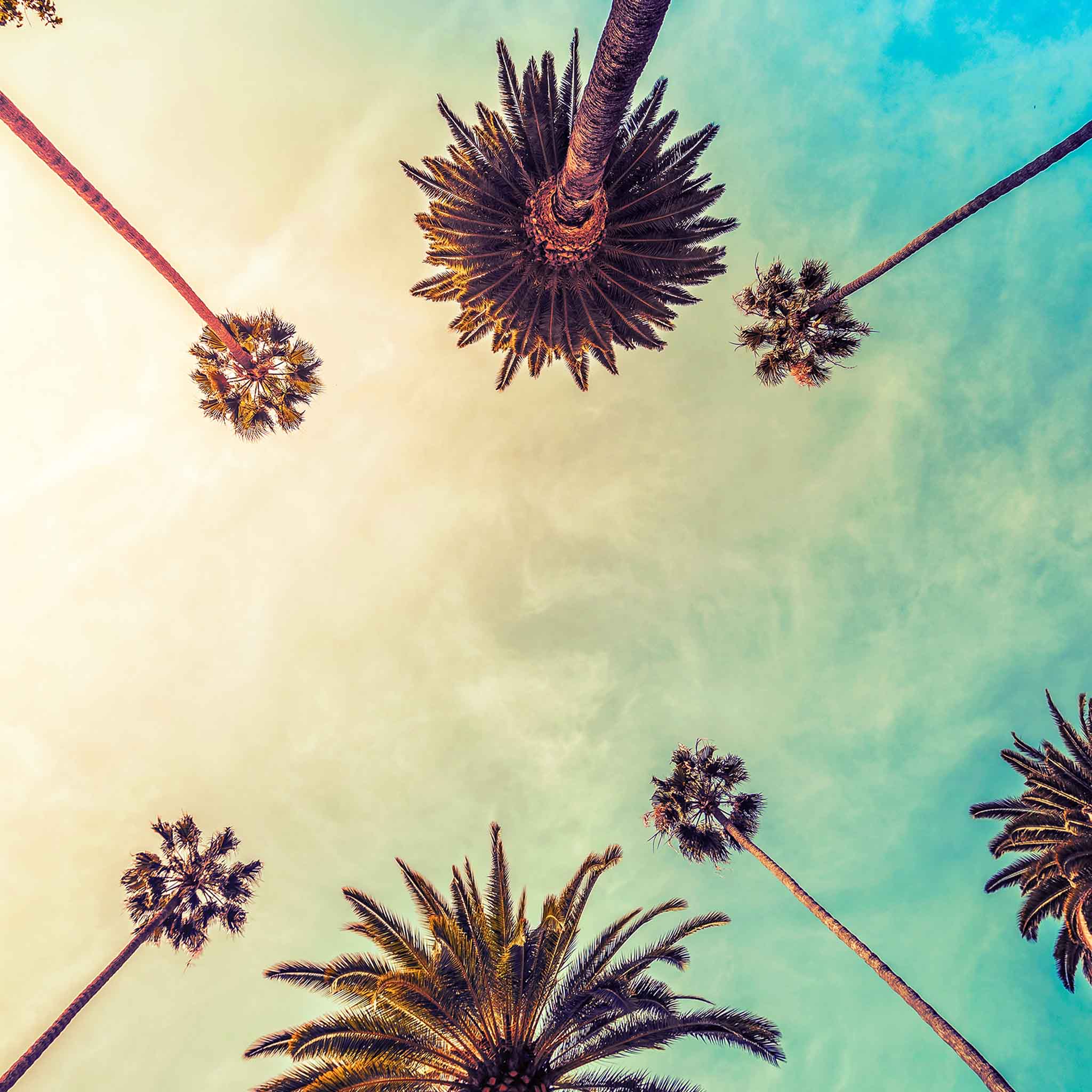 Upward view of towering palm trees surrounding an open sunset sky