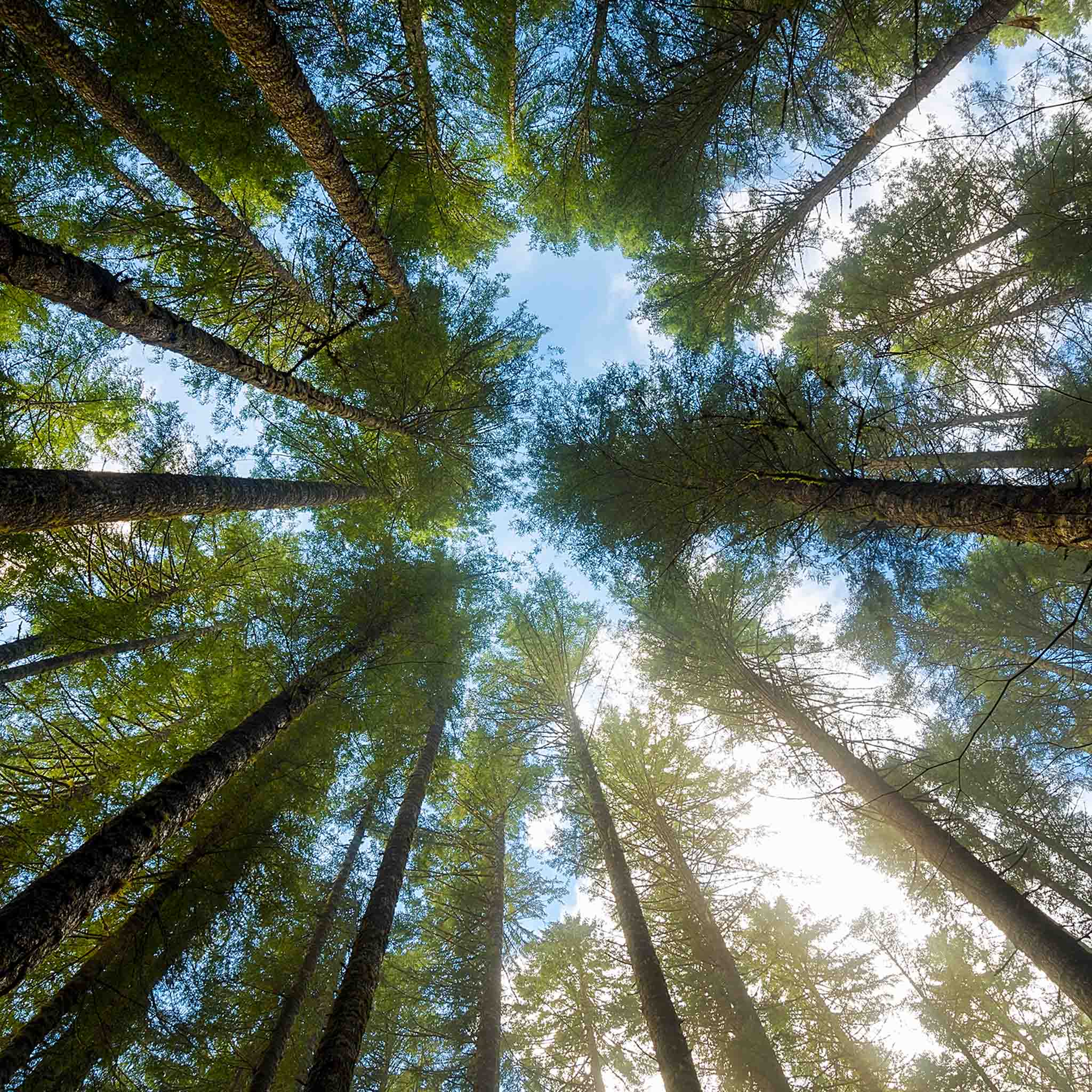 Upward view of tall evergreen trees forming a circle around the open sky