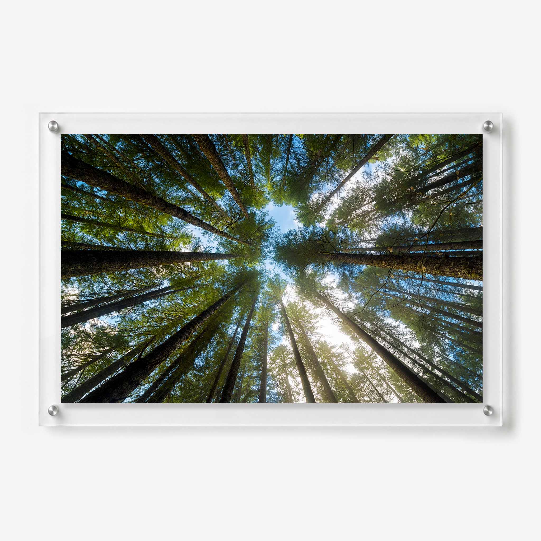 Acrylic wall art featuring a view looking up through tall evergreen trees 
