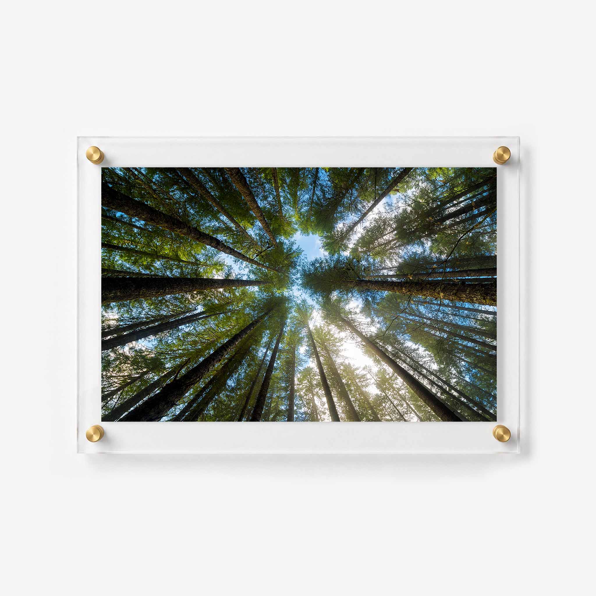 Sunlit woodland wall art capturing a dramatic view beneath tall pine trees