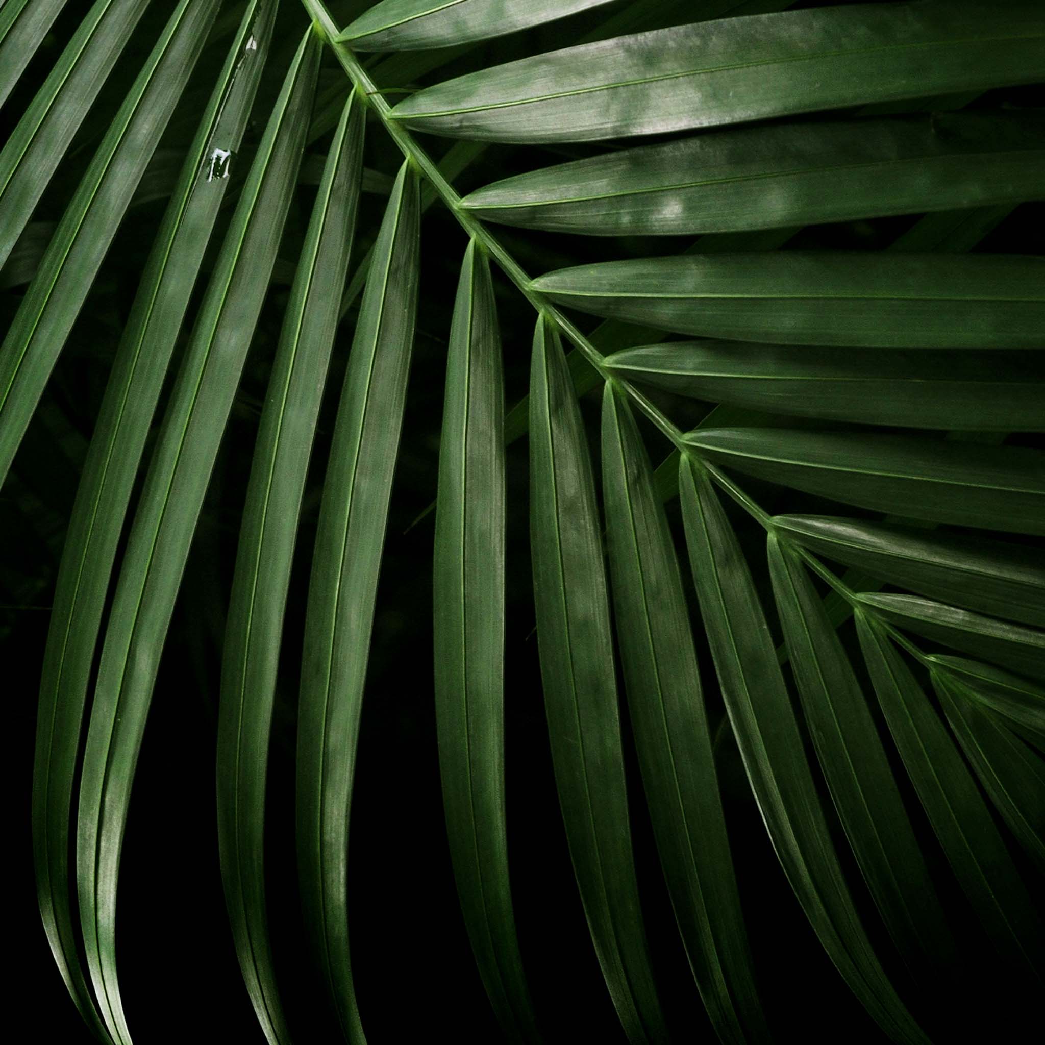 Close up palm leaf artwork 
