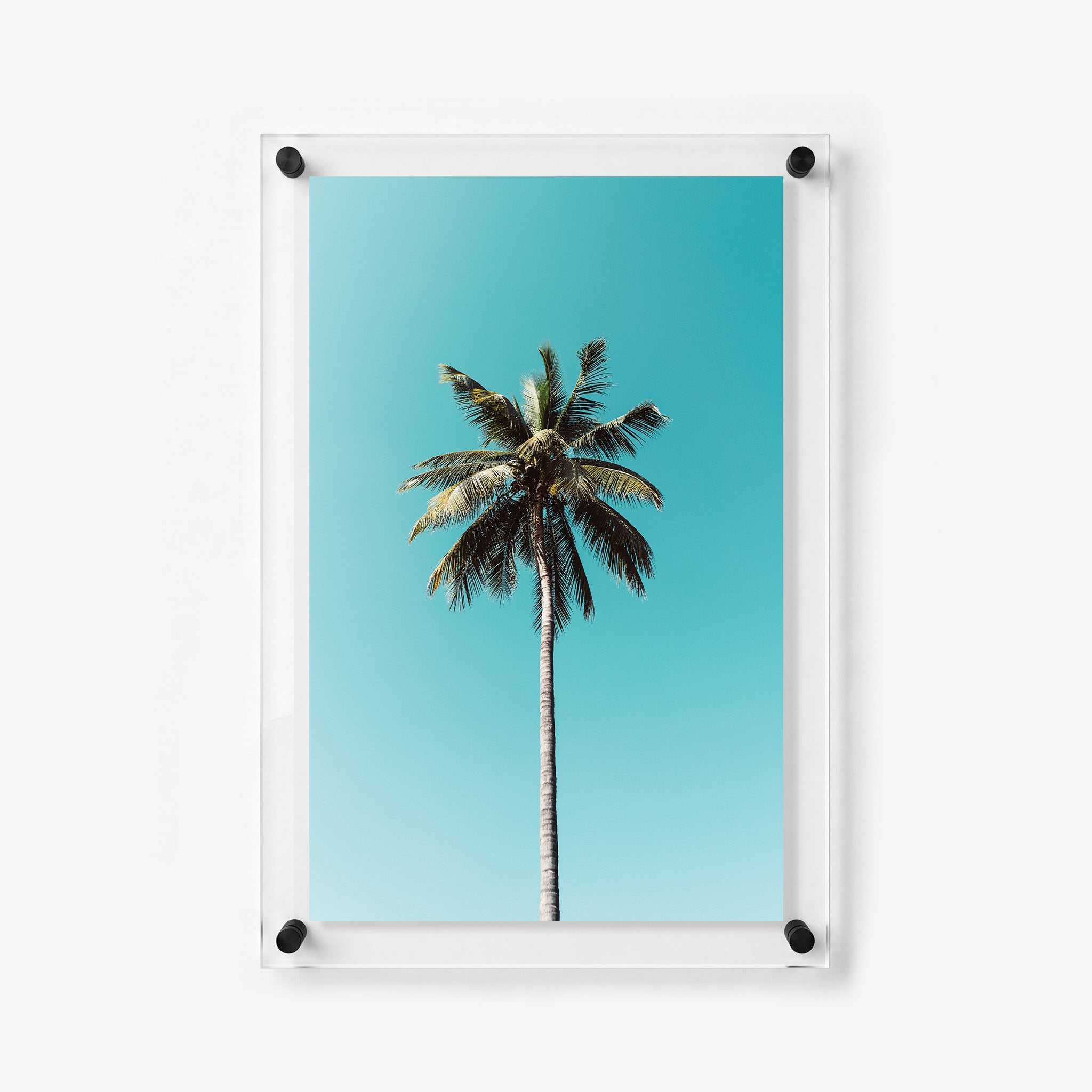 Coastal acrylic wall art featuring a tall palm tree and open blue sky