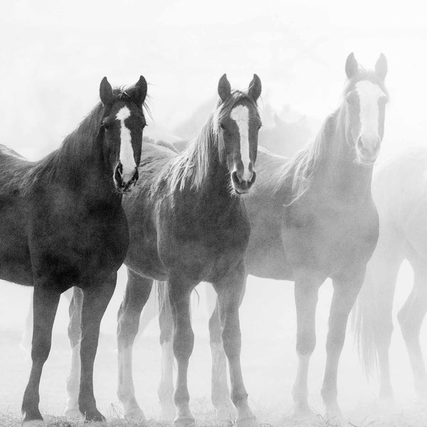 Horses emerge through thick fog in this peaceful black and white art
